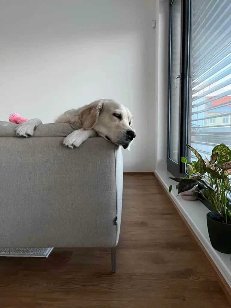 Retriever com a cabeça pousada nas costas do sofá, olhos semicerrados, luz do dia na janela