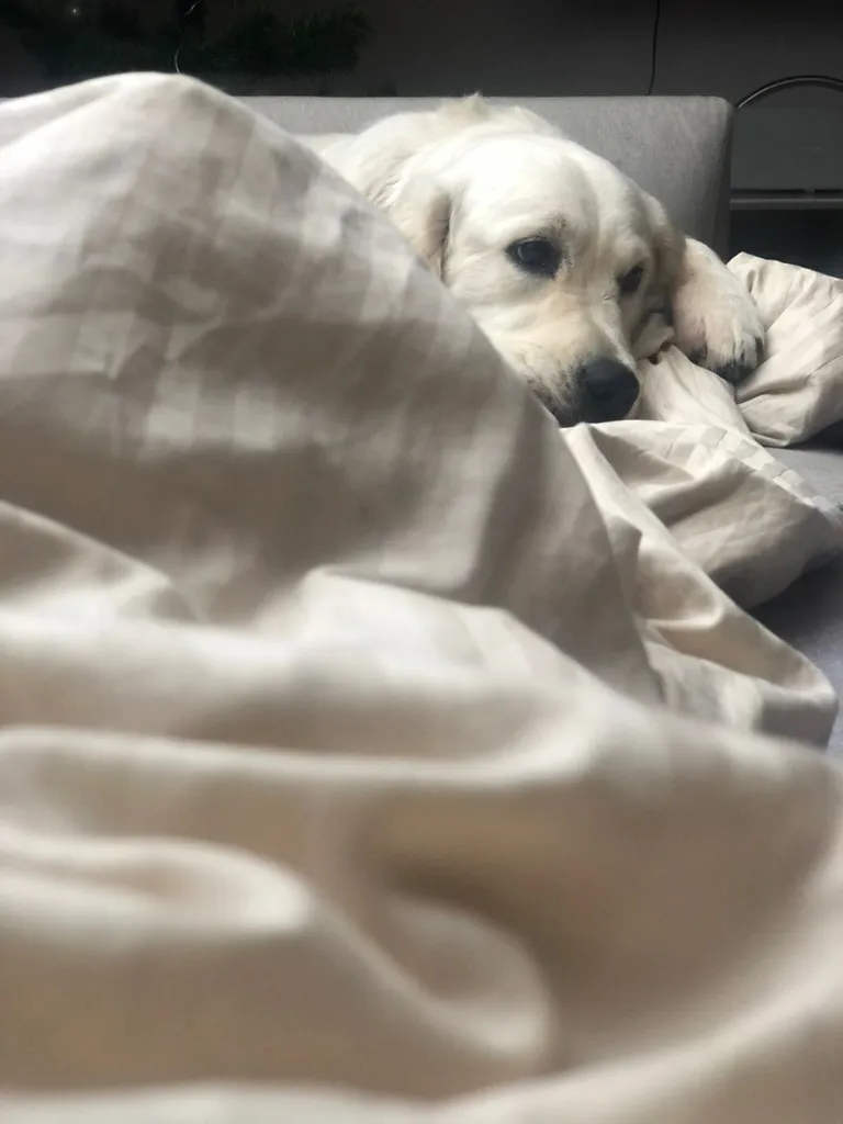 Retriever az ágyneműbe fúrva alszik, félig lehunyt szemmel