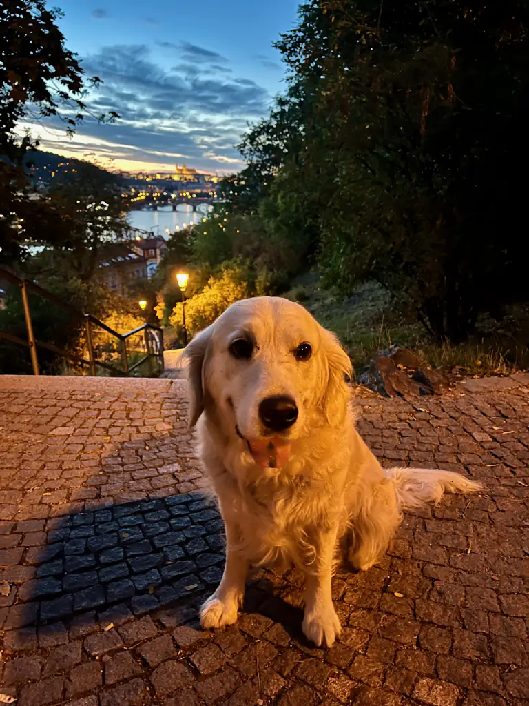 Retriever claro sentado num passeio de calçada acima da cidade, ao fundo o rio e as luzes depois do pôr do sol